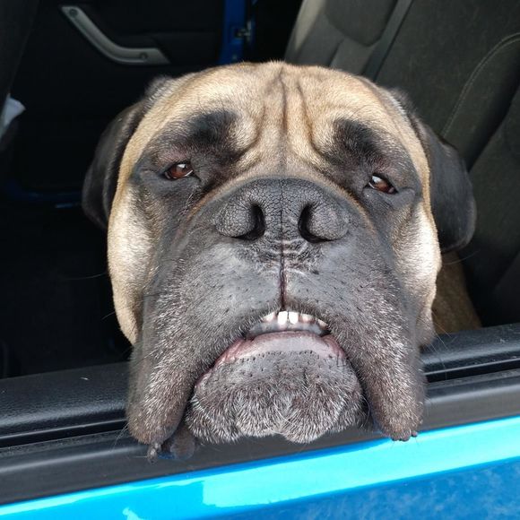 Meet your Posher, Suzanne - Picture 1 of 1